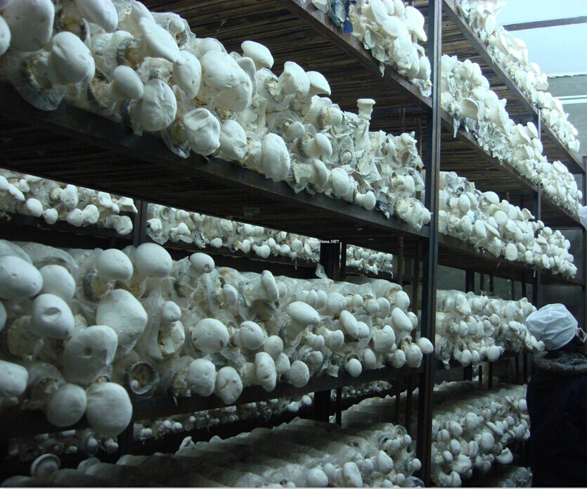 臭氧在食用菌的運(yùn)用